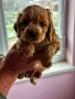 Продават се чистокръвни кокер шпаньоли, снимка 2