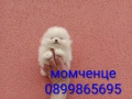 Бели мини Померани. Реални снимки от 13.03.26 г. , снимка 6