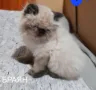Продавам прекрасни персийски котенца , снимка 8