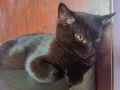 Черни британски котенца , снимка 2