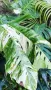 Monstera Lechleriana върхов резник, снимка 1