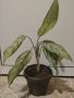 Аглаоанема , снимка 1 - Стайни растения - 45227240