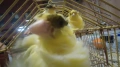 Продавам канари, снимка 13