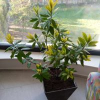 дафиново дръвче, снимка 5 - Стайни растения - 45125529