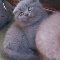 Шотландски клепоухи котета - бебета на 2 месеца, снимка 1 - Британска късокосместа - 34775322
