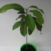Авокадо високо 31 см, снимка 3 - Градински цветя и растения - 44972320