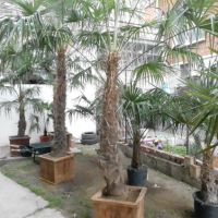 Студоустойчиви палми Трахикарпус в дървени саксии, снимка 14 - Градински цветя и растения - 45325945