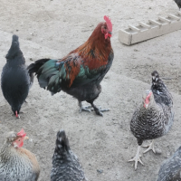 Продавам яйца от великденски носачки-новото поколение, снимка 4 - Кокошки и пуйки - 45061583