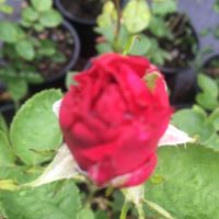 Рози, снимка 6 - Градински цветя и растения - 45804139