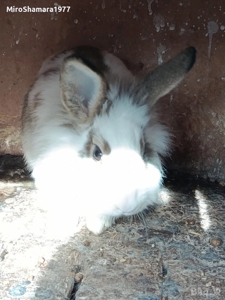 Продавам млади зайци , снимка 1