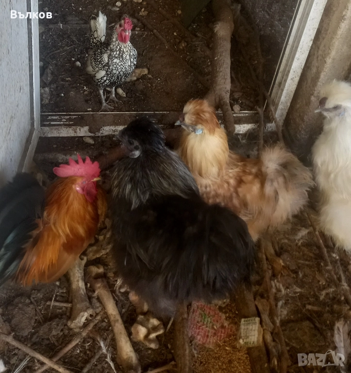 петлета копринки, снимка 1