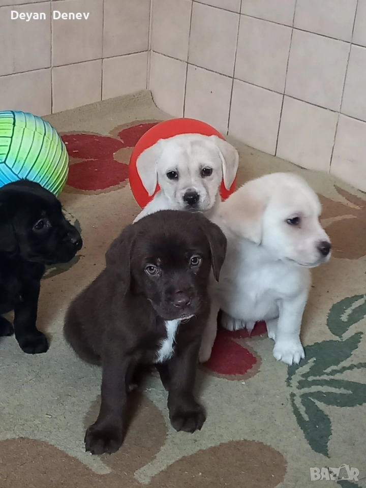 лабрадор реитривър , снимка 1