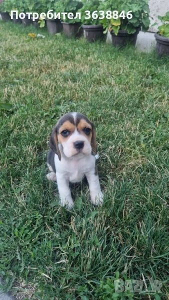 Бигъл, снимка 1