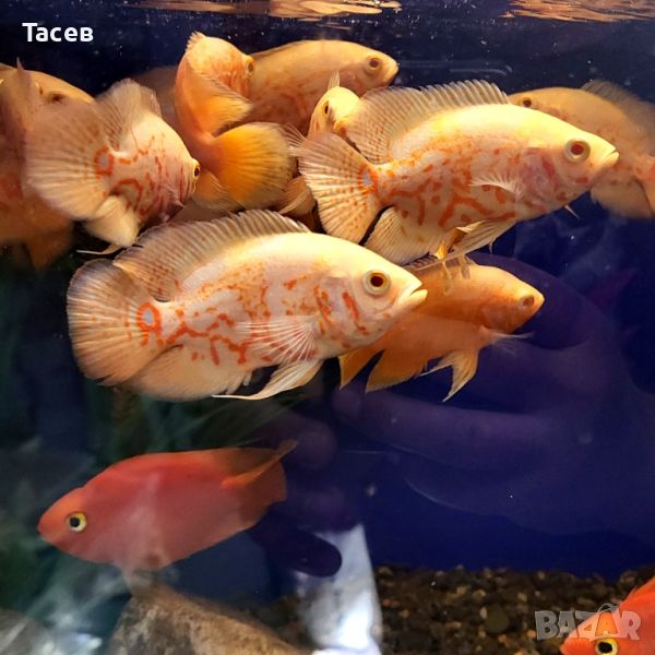 ALBINO RED TIGER NEMO OSCAR 9-10см, снимка 1