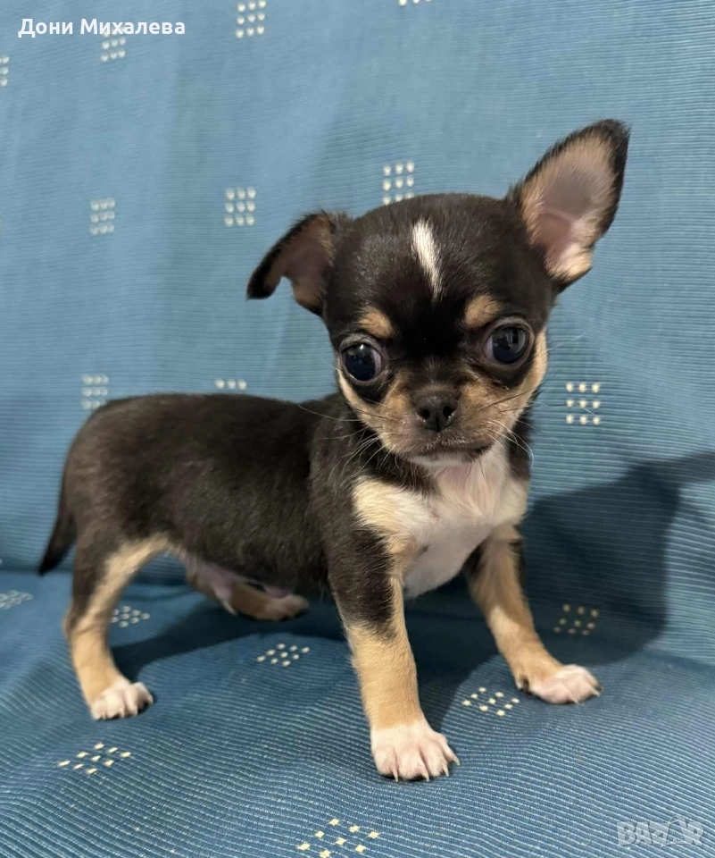 Чихуа Хуа , снимка 1