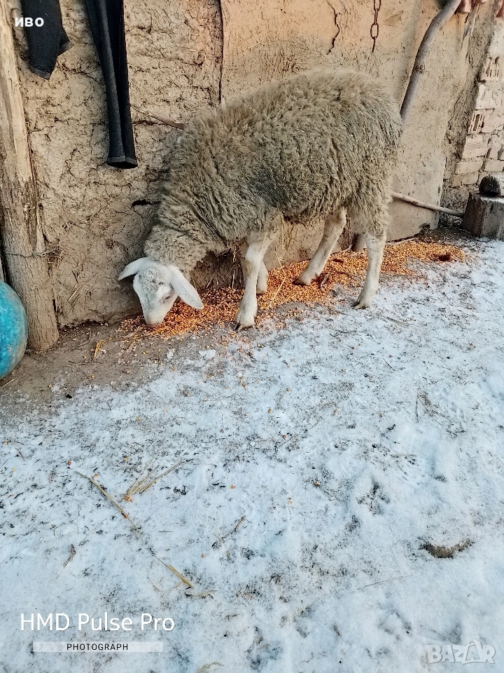 шиле , снимка 1