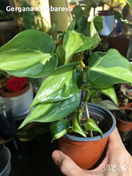 Philodendron Cream Splash , снимка 1