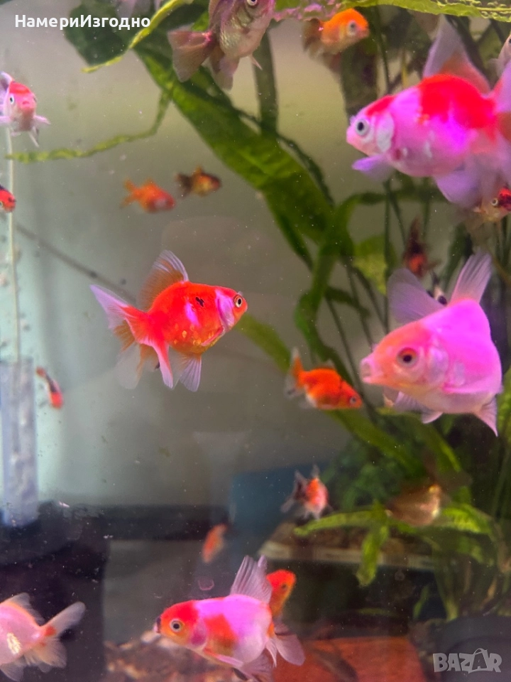 Златни Оранди, снимка 1