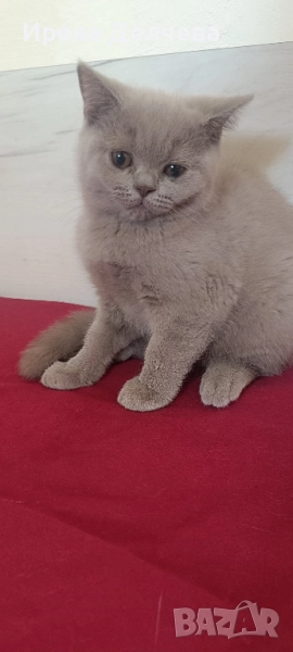 Британска принцеса , снимка 1