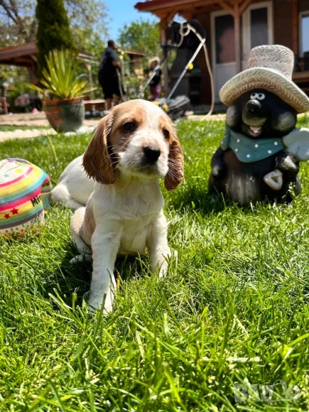 Кокер шпаньол американски , снимка 1