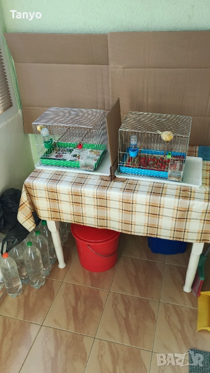 Мъжко и женско,тазгодишни.Орфей, снимка 1