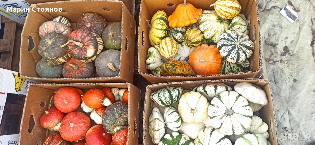 Тикви за декорация, снимка 1