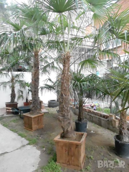 Студоустойчиви палми Трахикарпус в дървени саксии, снимка 1