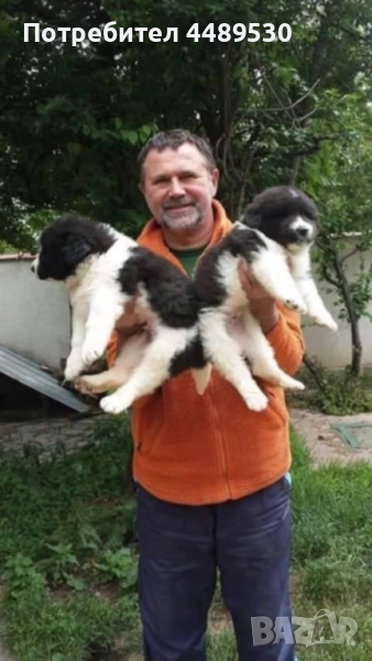 Сертифициран Развъдник продава българско овчарско куче / каракачанка, снимка 1