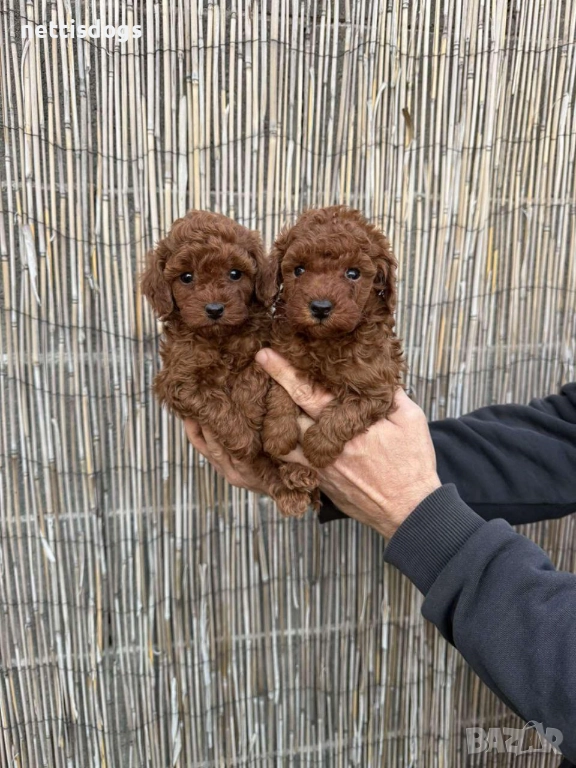 Прекрасни той пудели, снимка 1