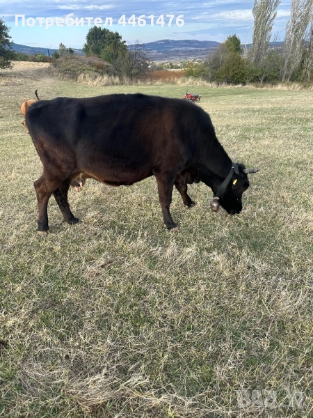 Свободни крави обл Хасково, снимка 1