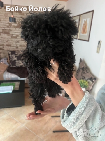 Мини, мини пуделче, снимка 4 - Пудели - 53139483