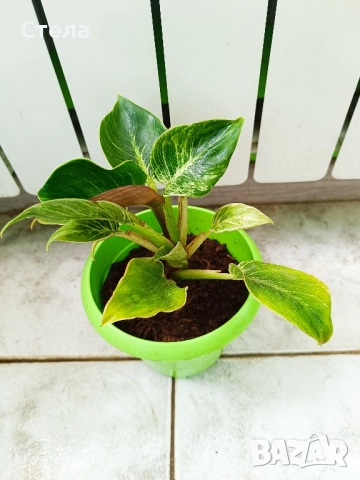 мексиканска мента, комплект Бенджамин бял, шарен и зелен, Бегония, Индрише, Епипремнум, Билбергия , снимка 13 - Стайни растения - 50328491