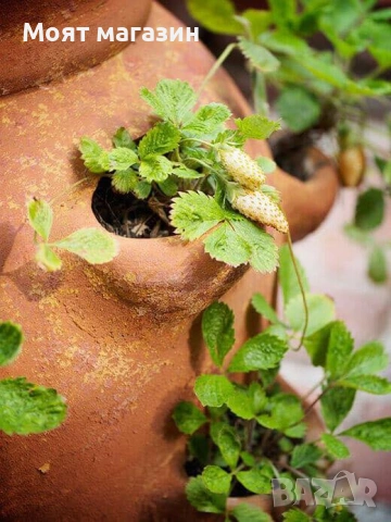 Жълта горска Ягода, снимка 2 - Градински цветя и растения - 53645336