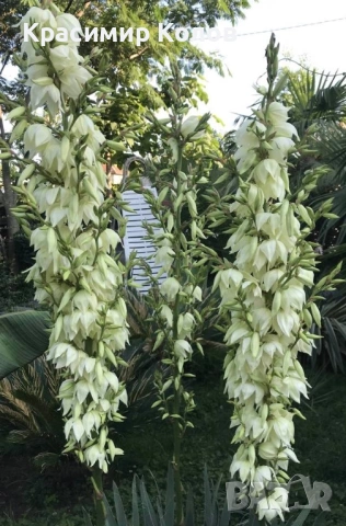 Юка рекурвифолиа, Yucca recurvifolia, декоративни растения, сухоустойчиви, студоустойчиви, снимка 5 - Градински цветя и растения - 53860160