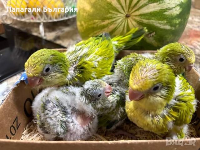 Монашески папагал Ръчно хранени бебета за дохранване или самостоятелни !