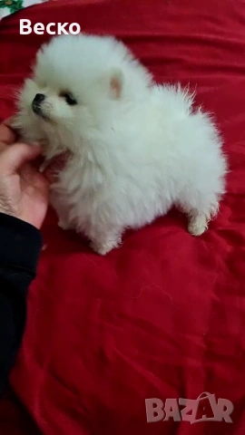 Померан мини женски , снимка 4 - Померан - 53427740