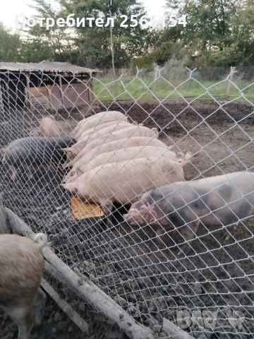 Прасета продавам, снимка 2 - Прасета - 52776746