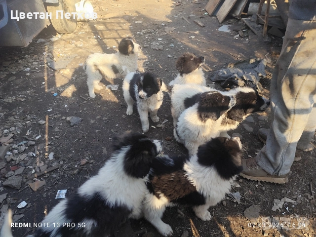 Каракачанки , снимка 14 - Каракачанска овчарка - 53824782