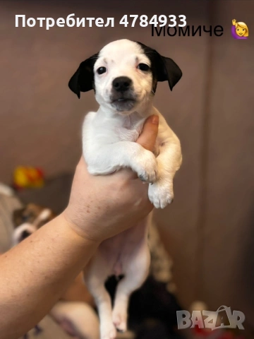 Продавам бебета Джак Ръсел, снимка 3 - Джак ръсел териер - 54059248