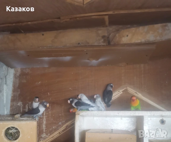 Продавам неразделки/маскови и фишер/., снимка 5 - Папагали - 53708005