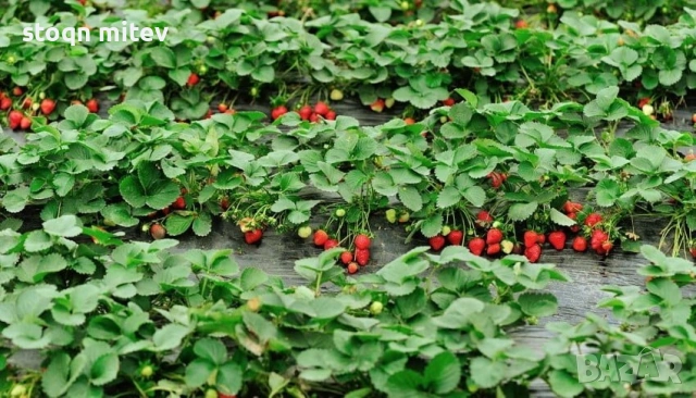 целогодилшен разсад ягоди 