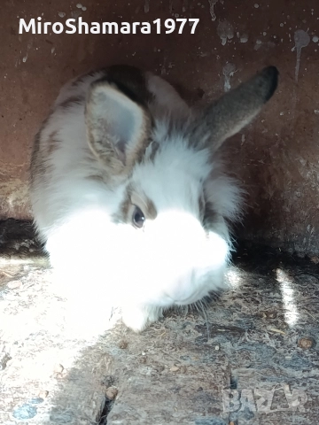 Продавам млади зайци 