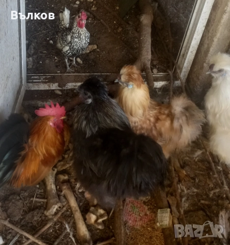 петлета копринки