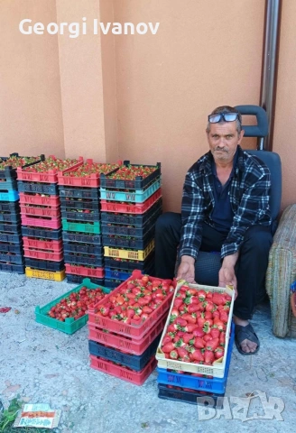  ягуди и малини, снимка 5 - Разсади - 53695437