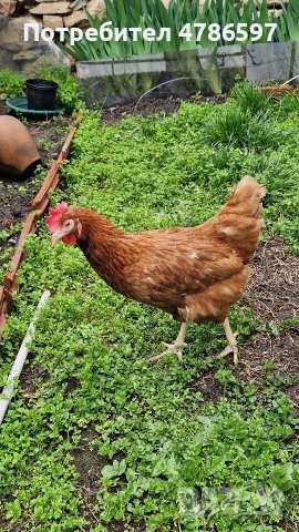 Млади и здрави кокошки за вашето стопанство – С доставка до врата!