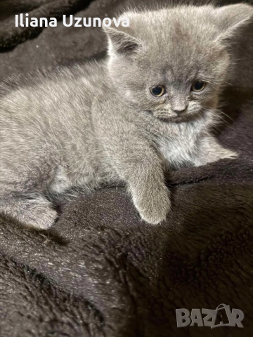 Уникални британски котенца , снимка 10 - Британска късокосместа - 52529757