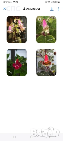 Продавам ризоми,грудки на колерии , снимка 3 - Стайни растения - 53948873