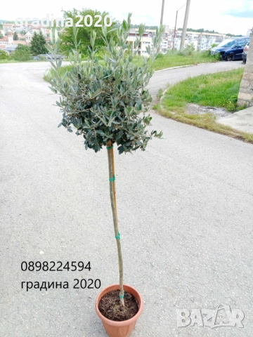 Маслина - Фиданки, снимка 4 - Градински цветя и растения - 28968299