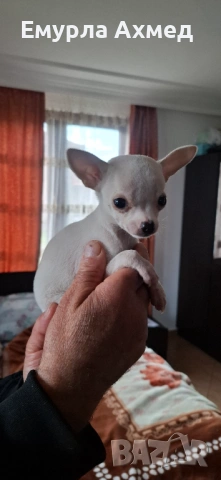 Мъжко бяло чихуахуа, снимка 4 - Чихуахуа - 53526810
