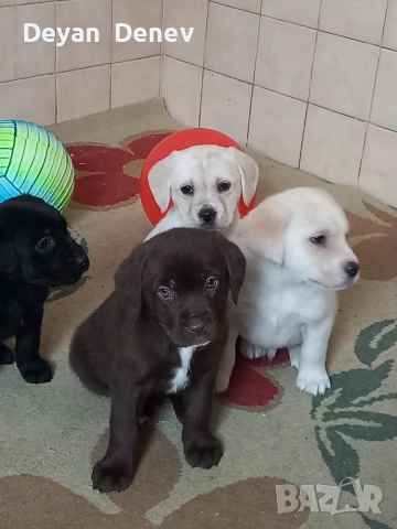 лабрадор реитривър 